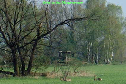 Rehe in der Morgensonne