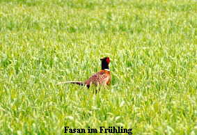 Fasan im Fr�hling