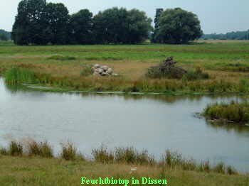 Feuchtbiotop in Dissen